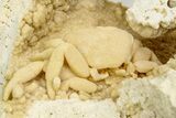Fossil Crab (Potamon) Preserved in Travertine - Turkey #350884-1